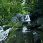 waterfall in dense forest of wayanad in kerala