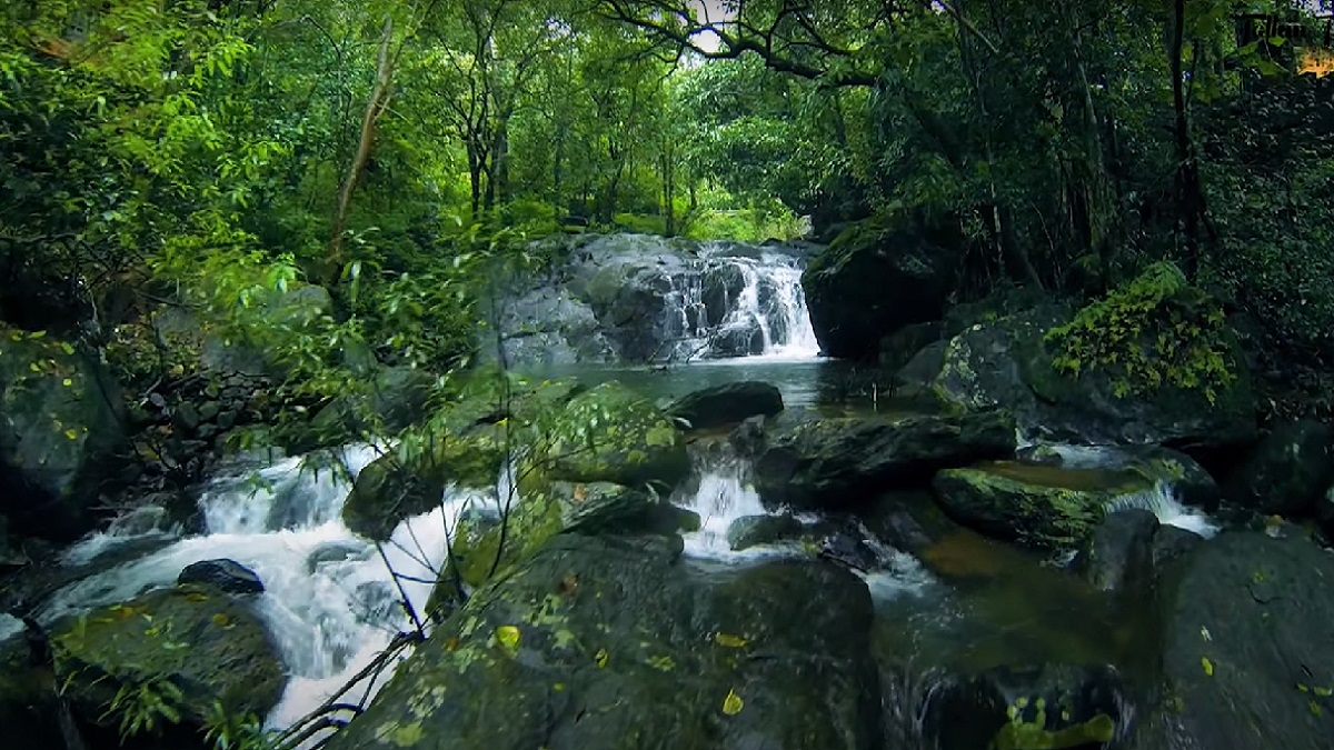 waterfall in dense forest of wayanad in kerala
