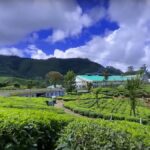 tea gardens in munnar in monsoon
