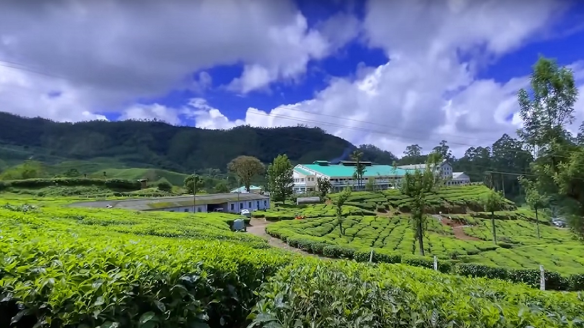 tea gardens in munnar in monsoon