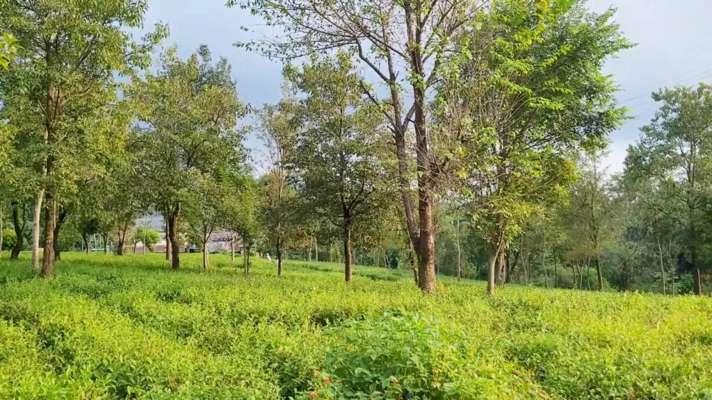 tea gardens in palampur himachal pradesh