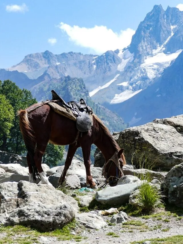 horse standing in a valley in kashmir web story cover image
