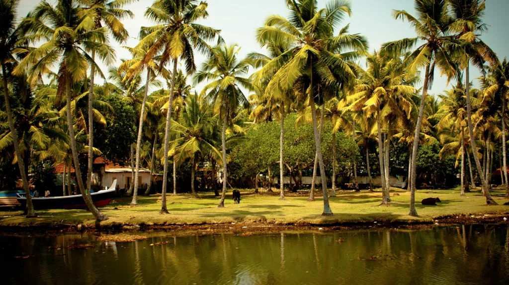 House, boat, coconut trees. back waters in south india