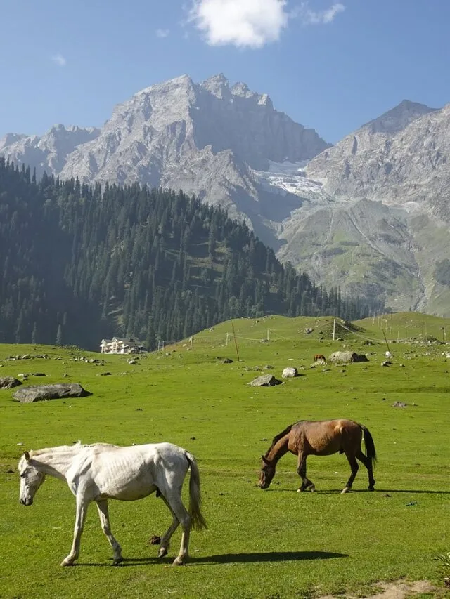 himachal, hill station, meadows-Summer vacation in himachal web story cover page image