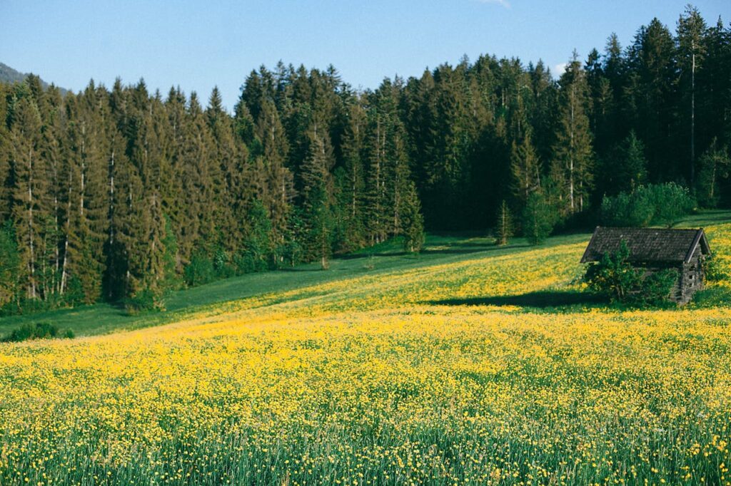 pexels-photo-4946444-4946444 Valley of flowers, hut, forest, flowers, Tourist Destinations In Uttarakhand