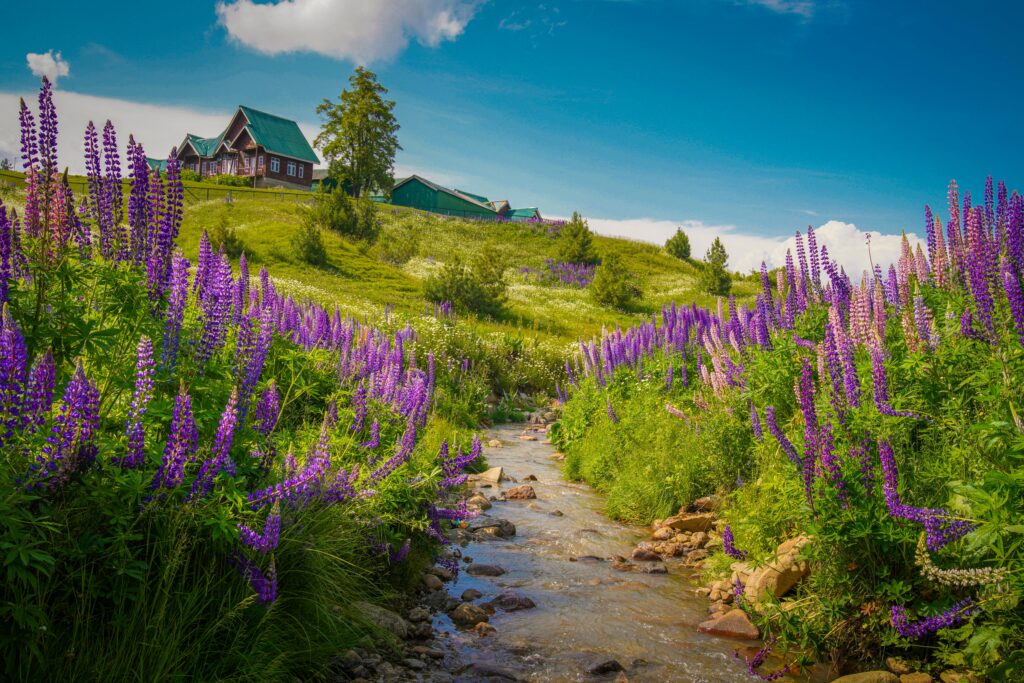 pexels-photo-8630102-8630102 Vibrant summer landscape in Gulmarg showcasing blooming purple flowers and a serene stream.