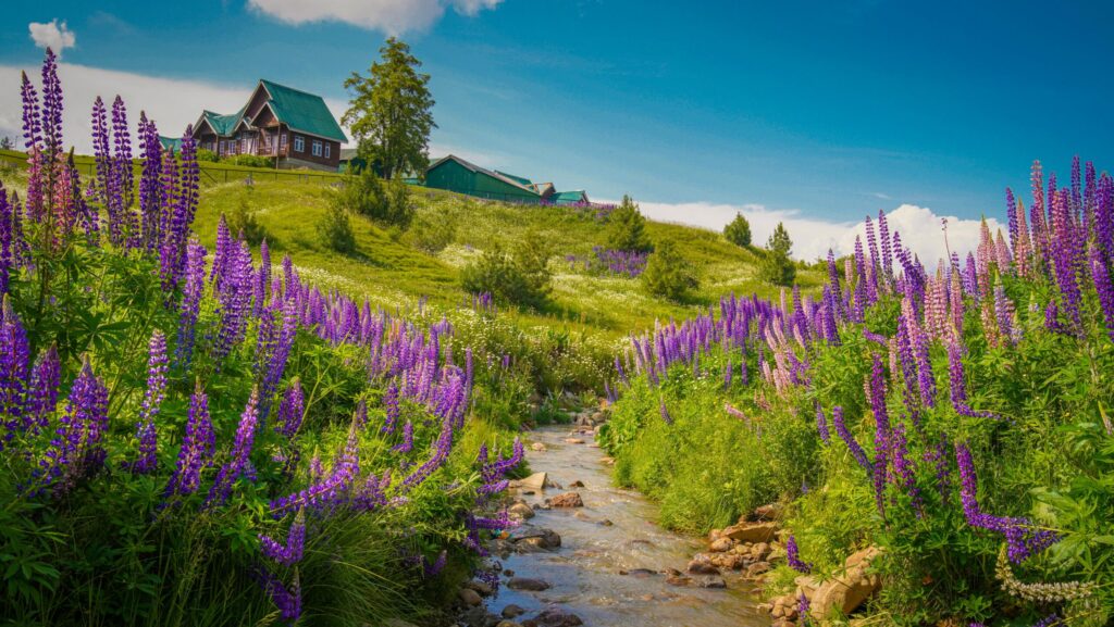 Vibrant summer landscape in Gulmarg showcasing blooming purple flowers and a serene stream.